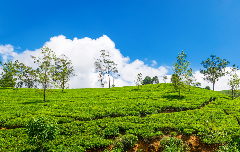 Top 5 Things to Do in Assam’s Tea City